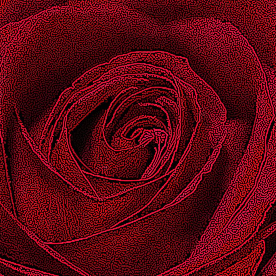 Rose geb4261523 1920