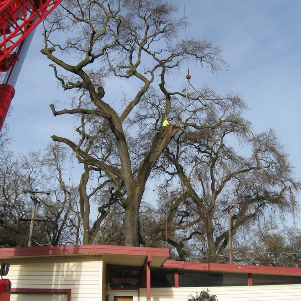 Precision crane-assisted tree removal for large hazardous branches – Bud’s Tri-County Tree Services Inc. – Licensed #785788