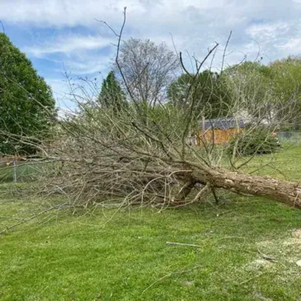 Tree2