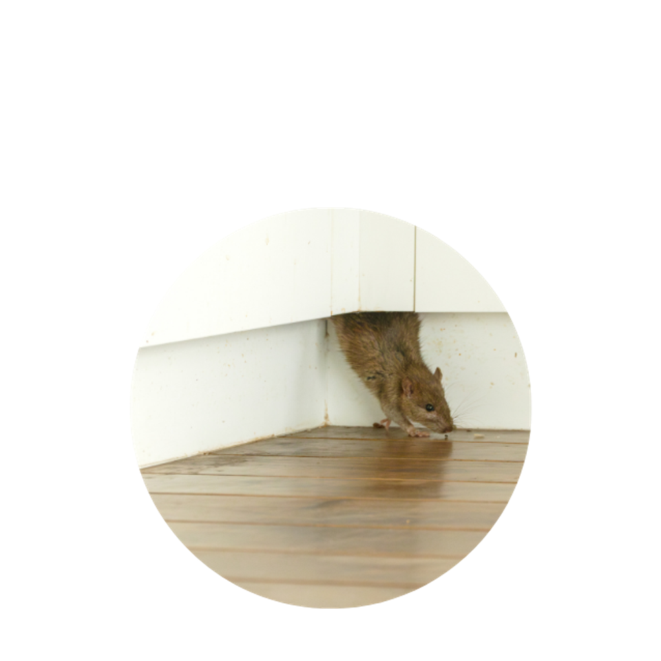 Mouse in House call Lanser Pest Solutions