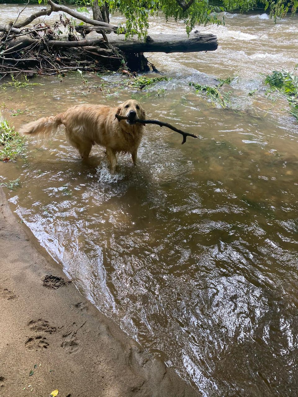 Dog and stick