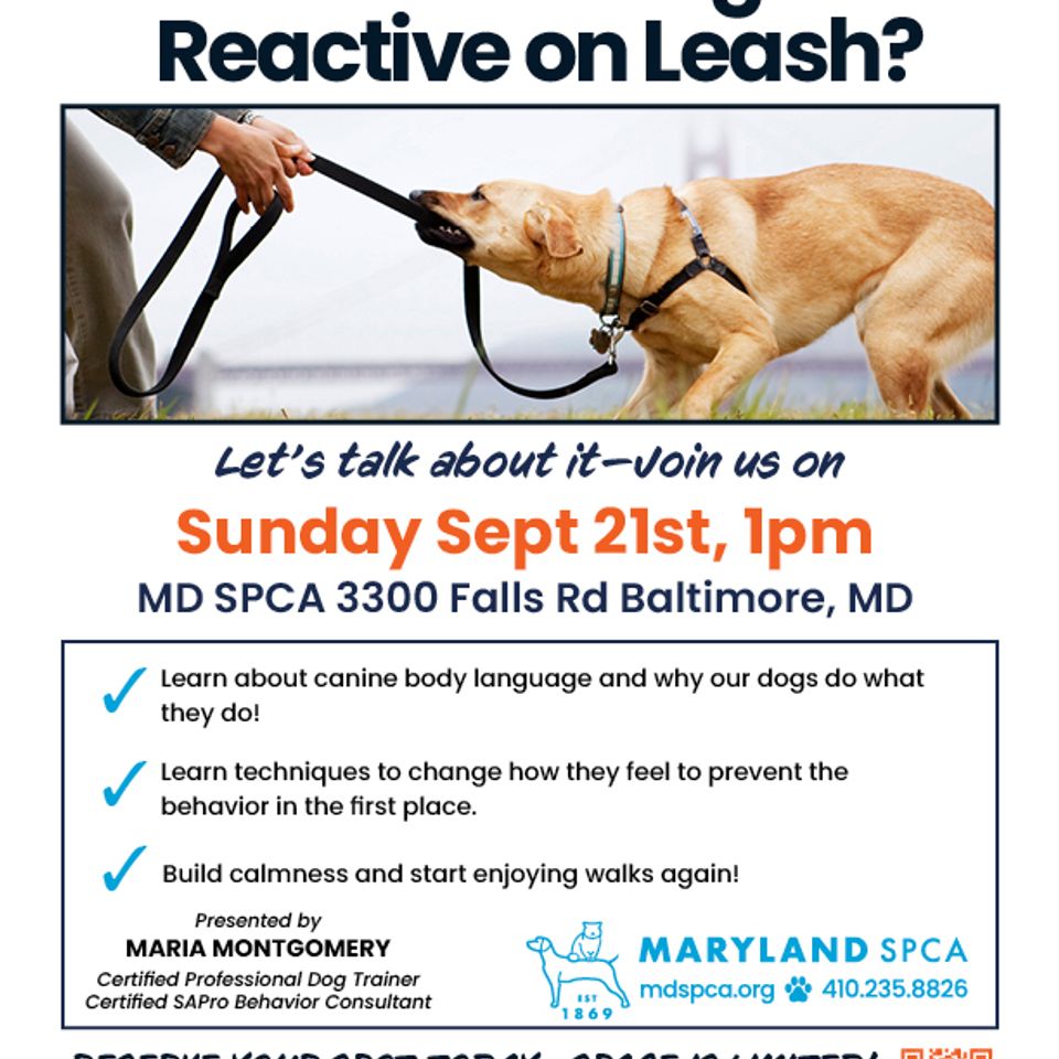 Leash reactive seminar 092125