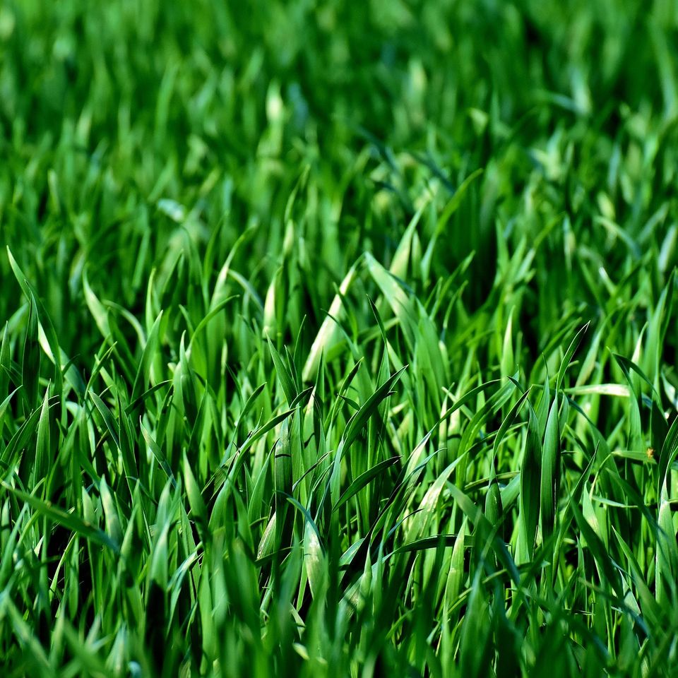 Meadow g4120f61b9 1920