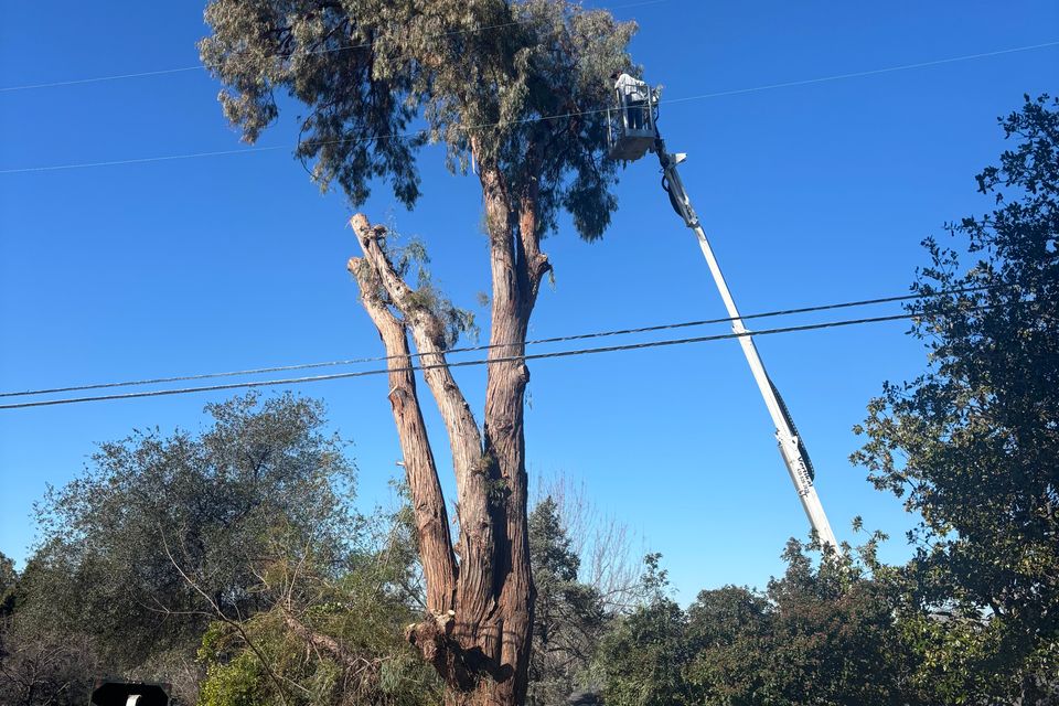 Tree service loomis