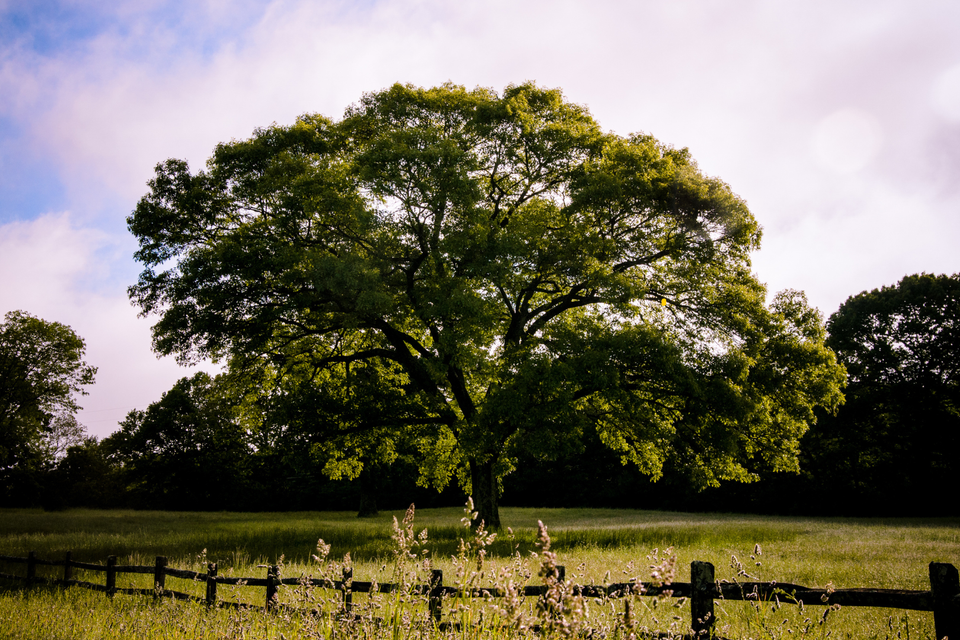 Tree service in durham  ct