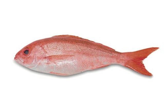 Snapper beeliner 1