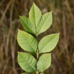 Plant species guide — green ash 800x800 1