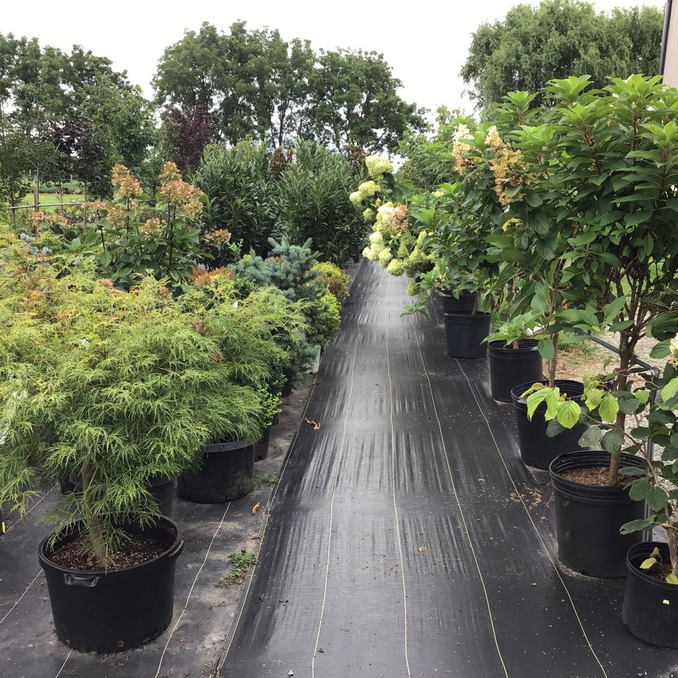 Shrubs and trees at Maytown Gardens 