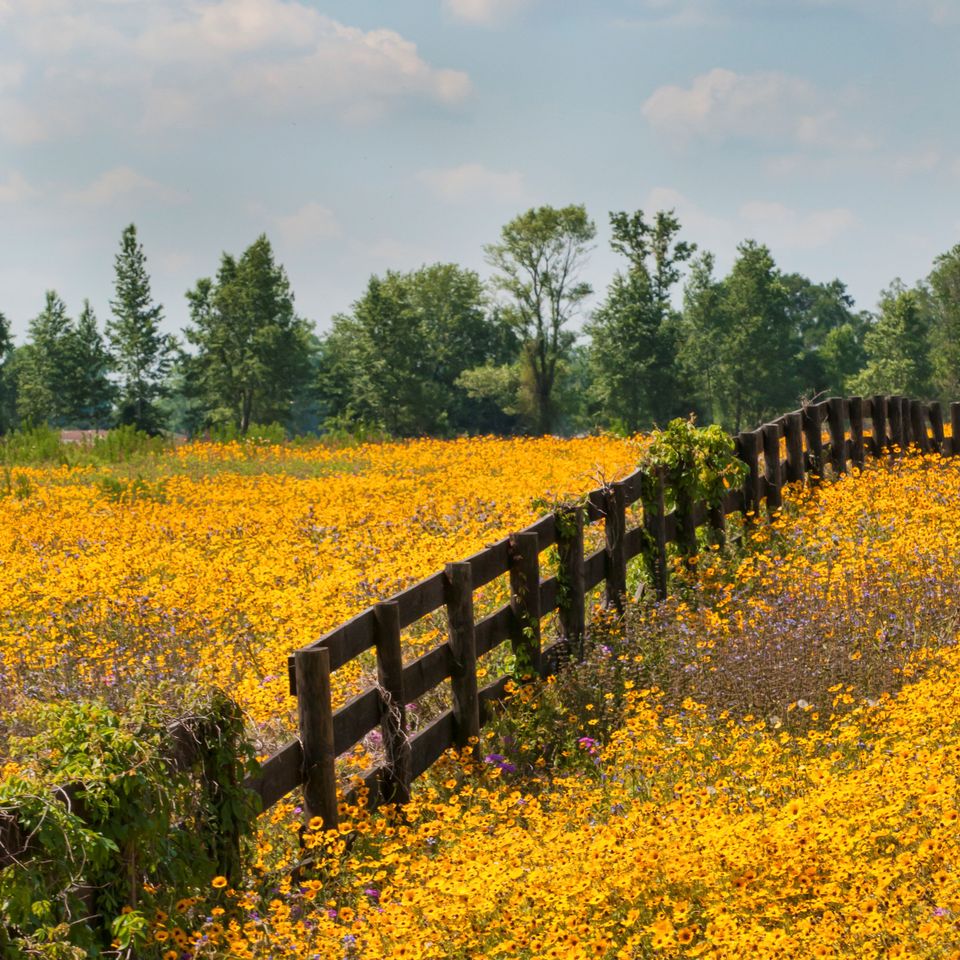 Rc wildflowers 122 edit