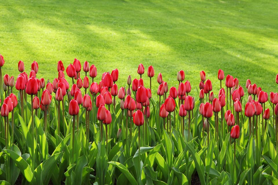 Tulips 54e1d3414a 1920