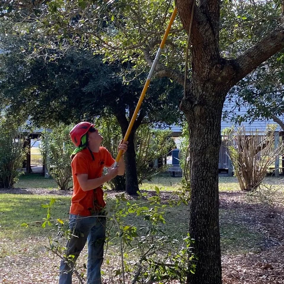Tree Trimming by Lanier Tree Service servicing homes in Eastern NC.