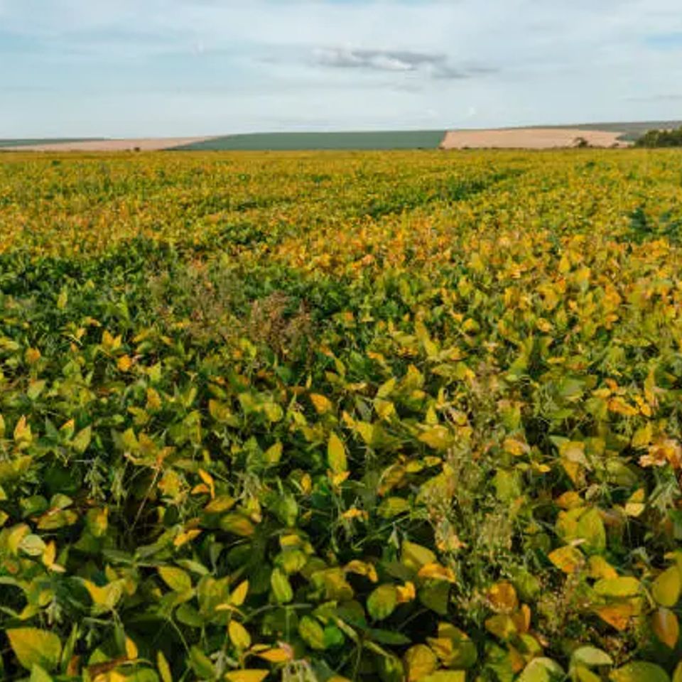 Uniendo origen y destino   campos de cultivo de soja y granos en argentina y brasil