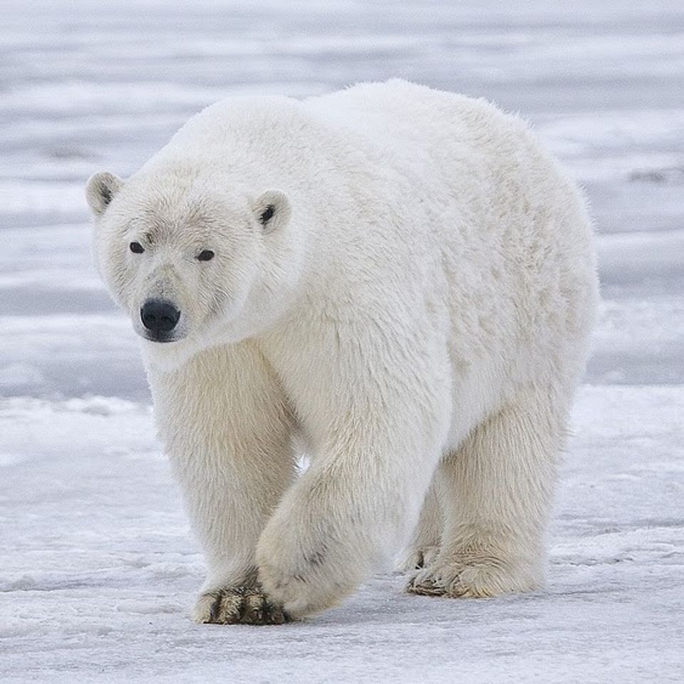 Https upload.wikimedia.orgwikipediacommons666polar bear   alaska 28cropped29
