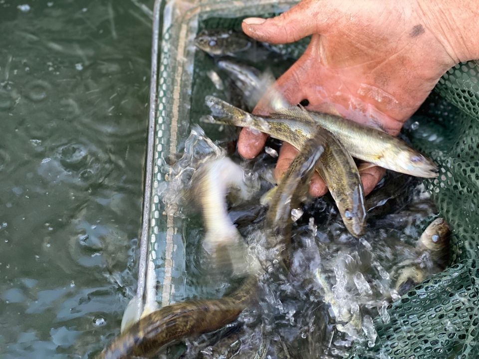 Manyfish