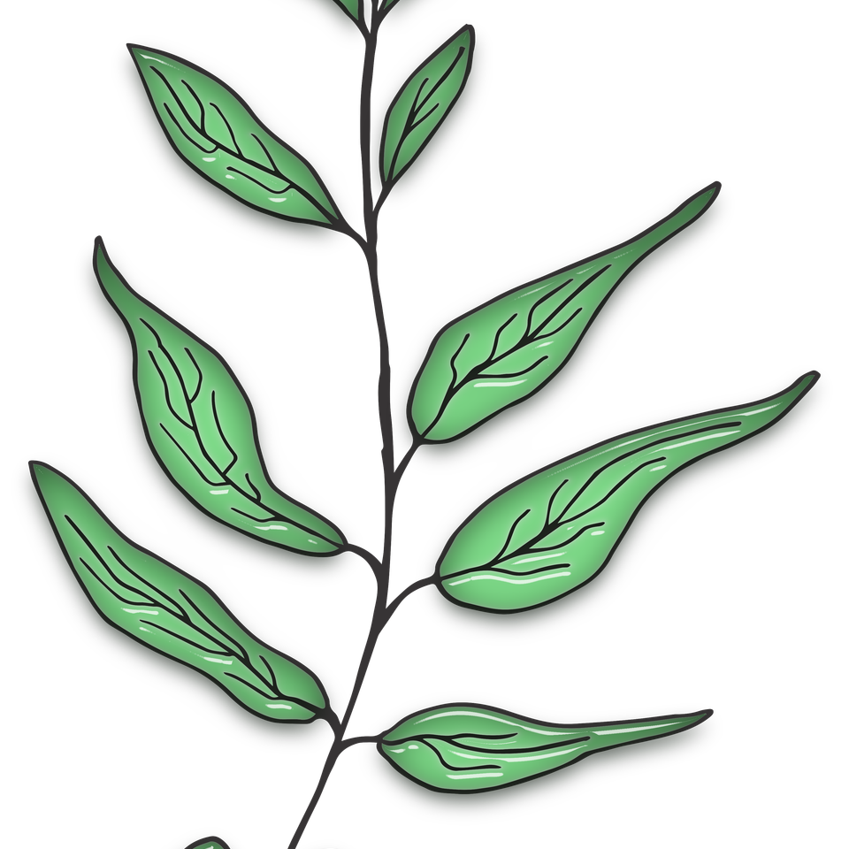 Silvermaxglass leaf