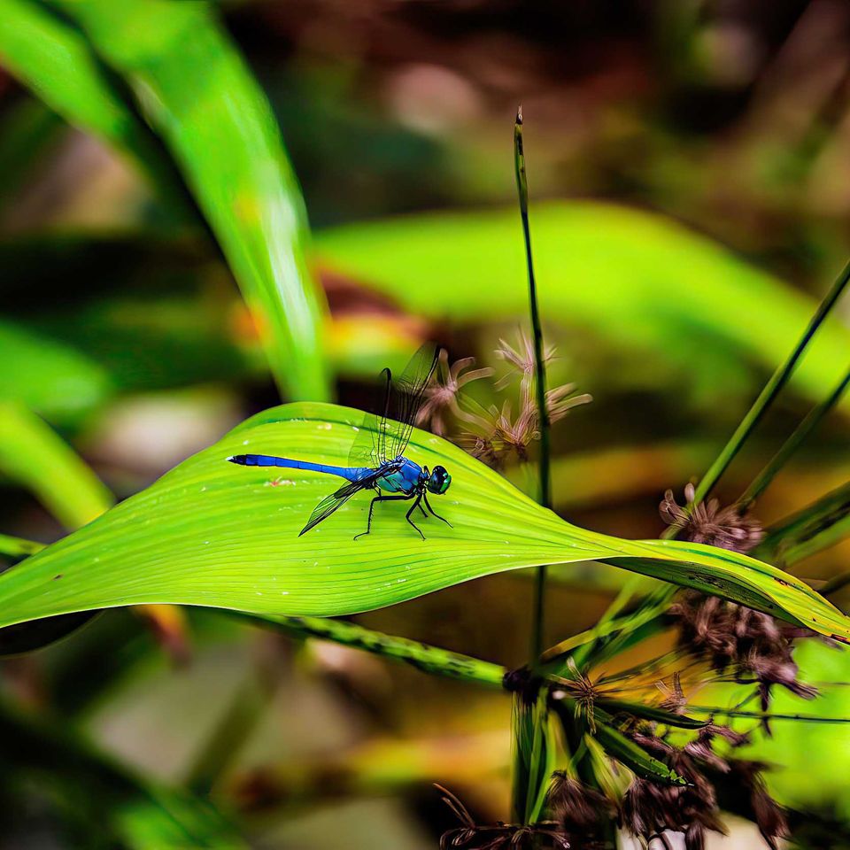 Dragonfly