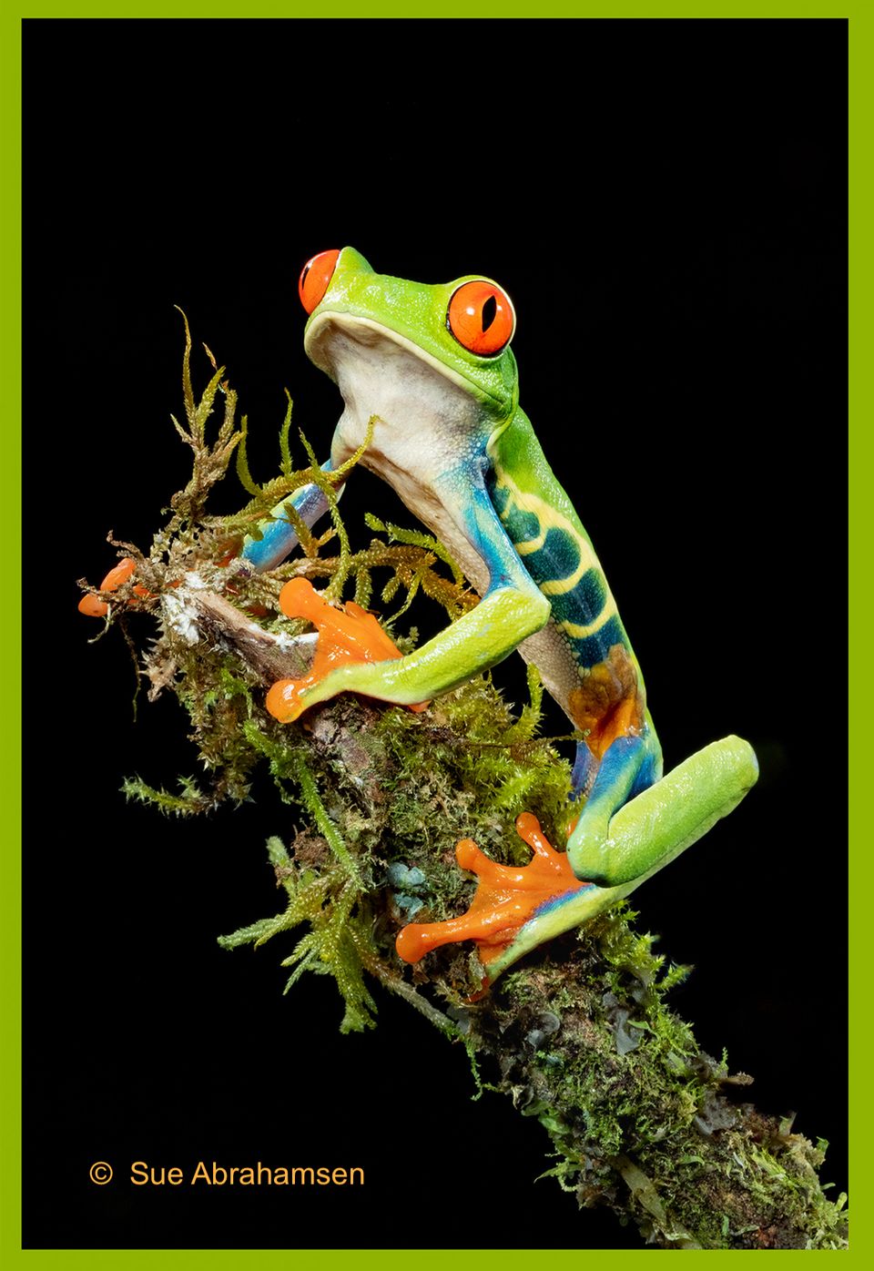 Red eyed tree frog sue a copy