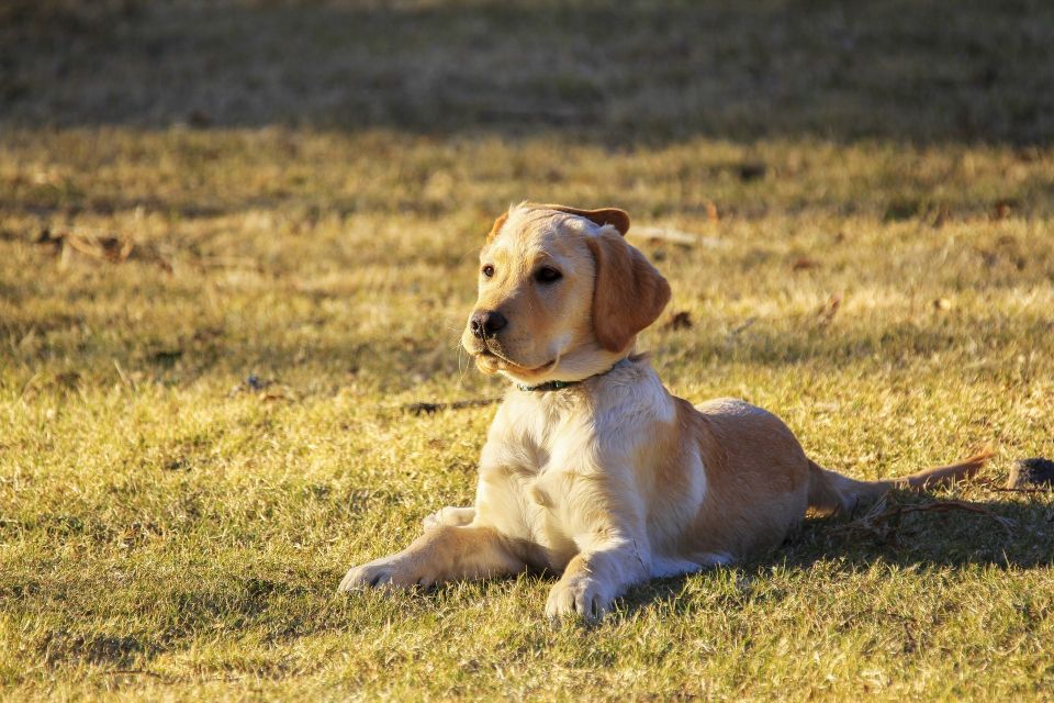 Dog 5632005 1920