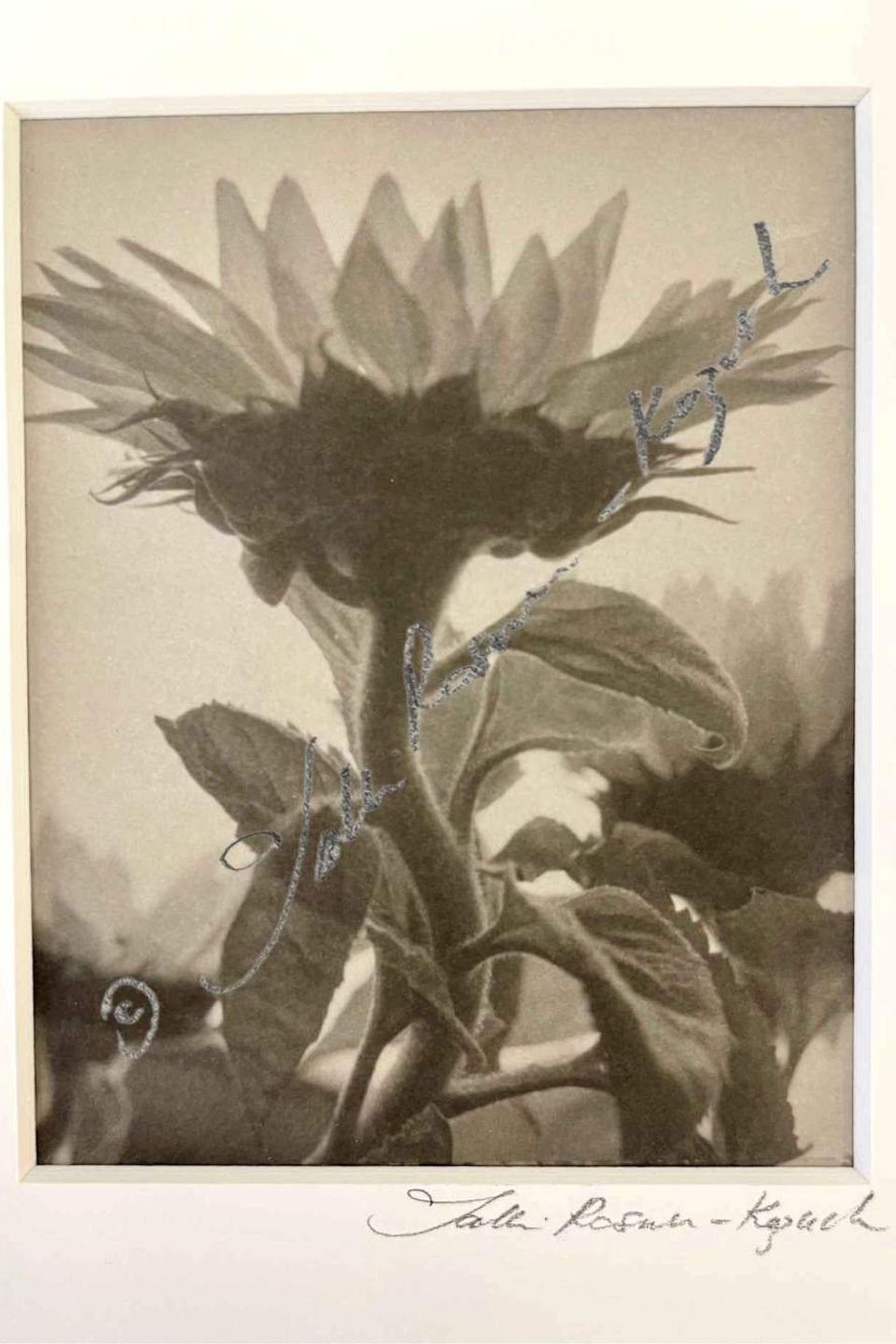 Sunflower female platinum