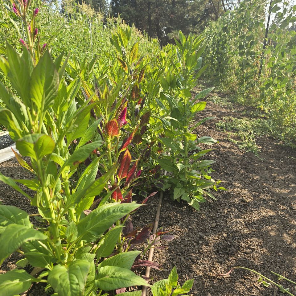 F3505a61 2406 40fd b0e2 01f9854d927a