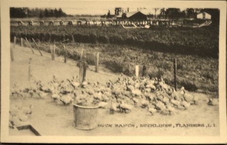 Duck ranch 003