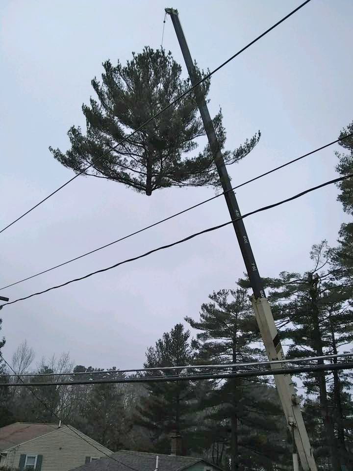 Treetop