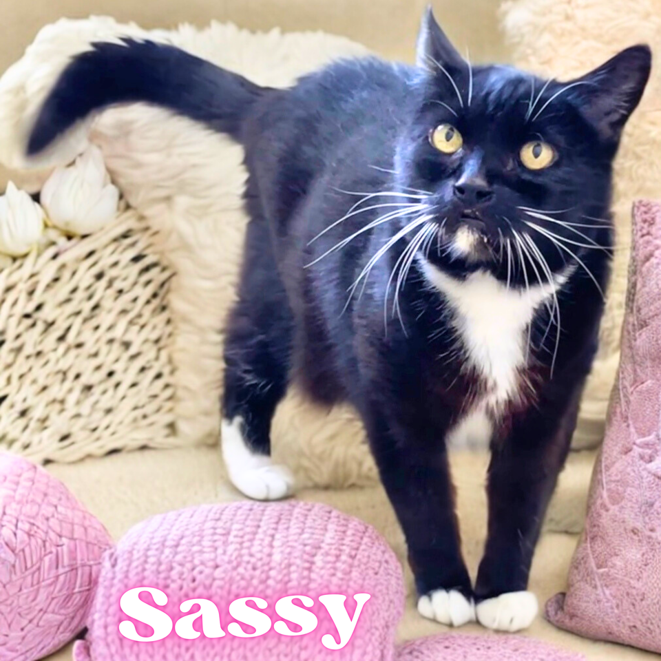 Jaspurr (4)
