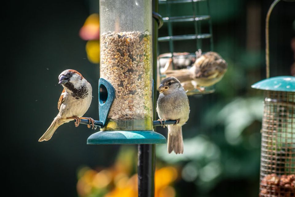 Birdseed