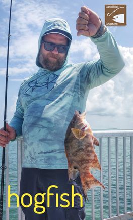 Hog fish 2