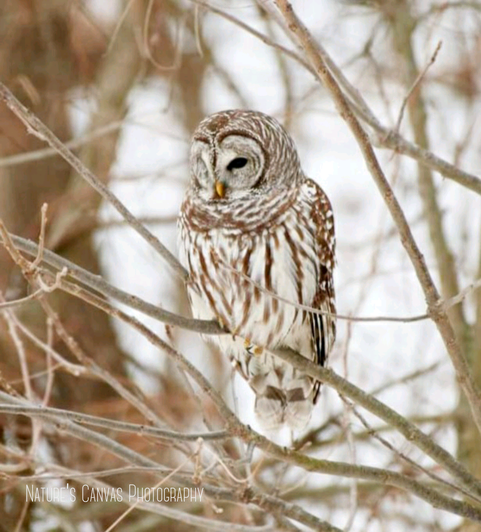 Owl