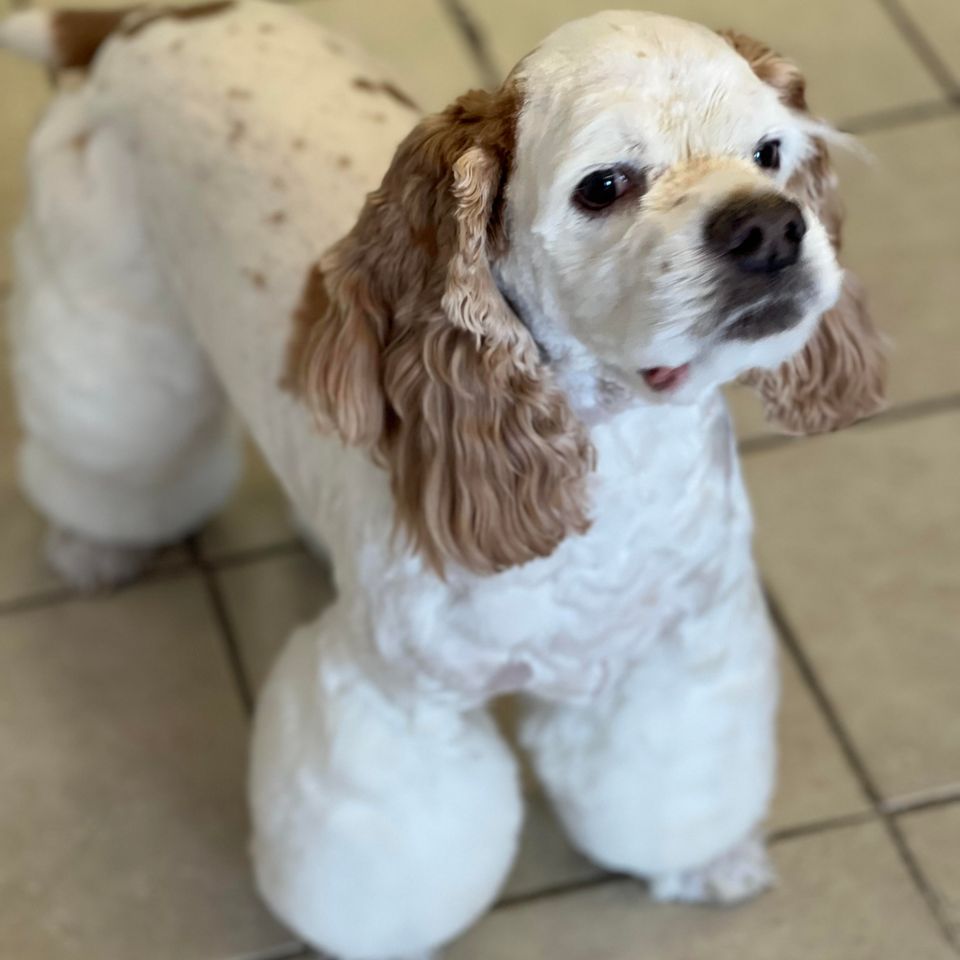 top rated dog groomer near me