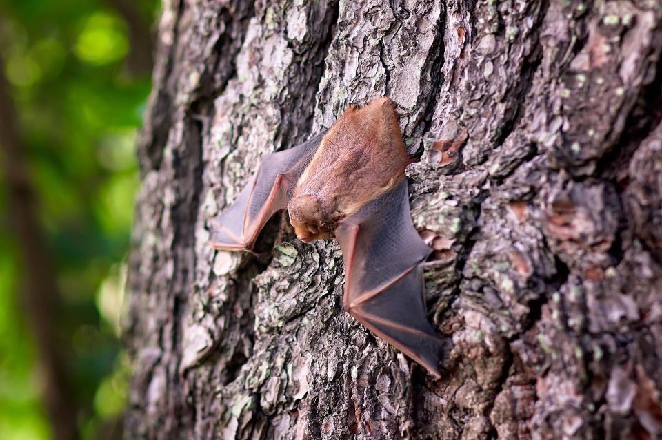 Bat e833b80a29 1920