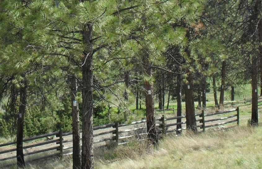 Pine trees with Verbenone packets attached