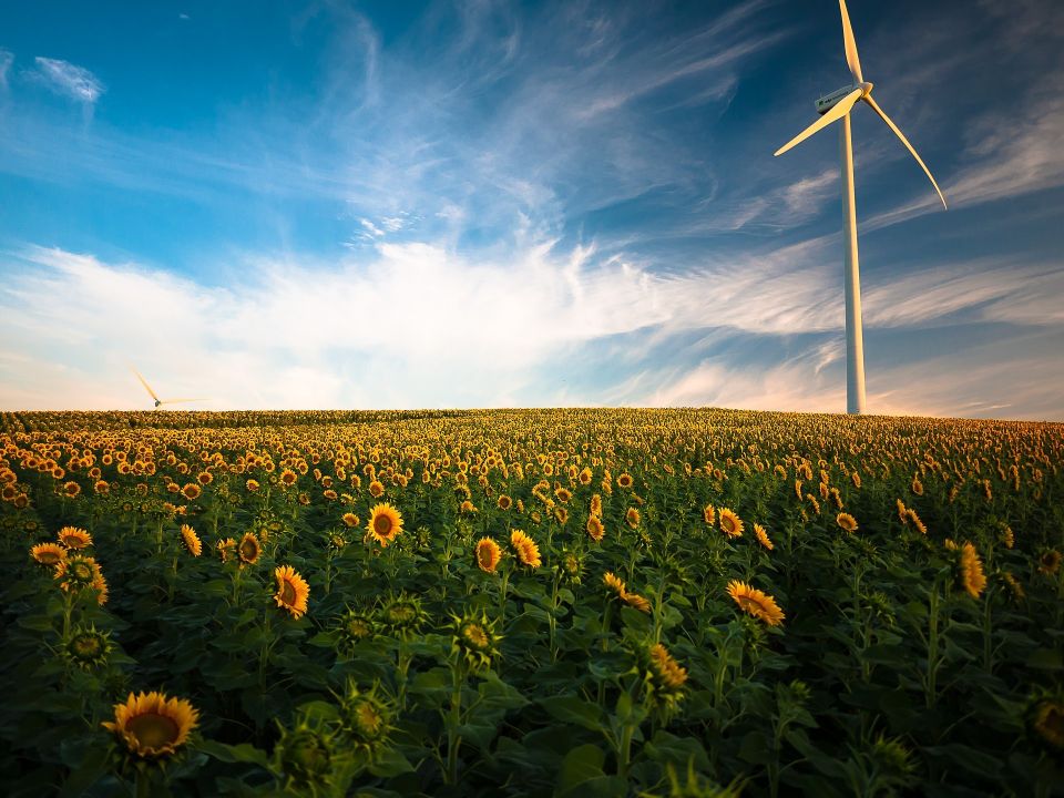 Eastern Colorado Sunflower Seeds field