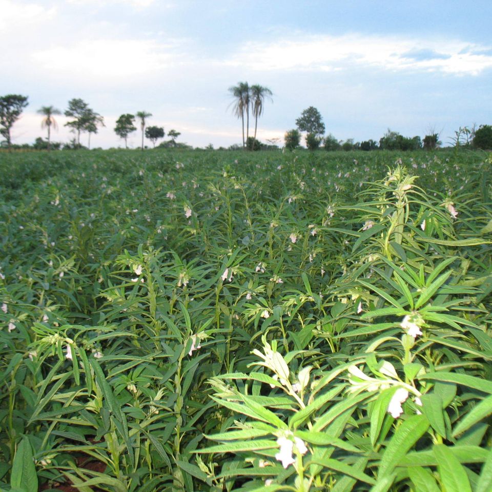 Agritecnico23