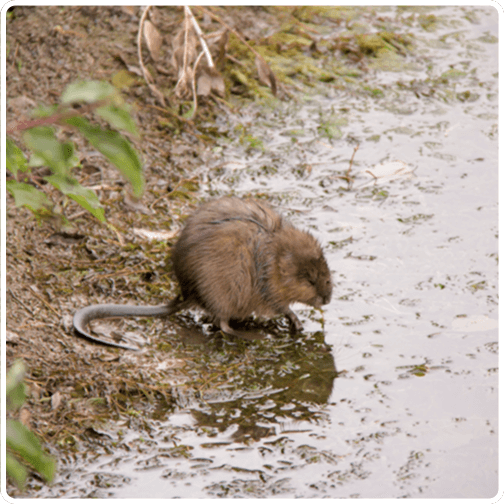 Wildlife muskrat