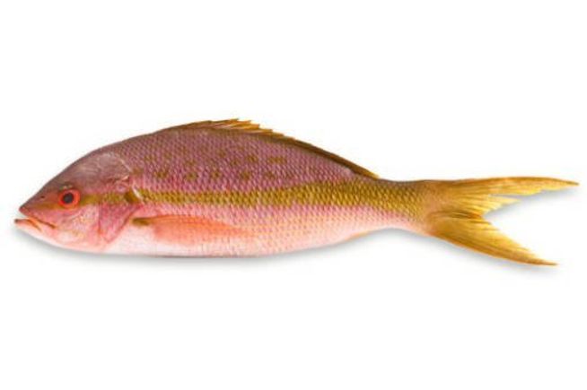 Snapper yellowtail 3 1