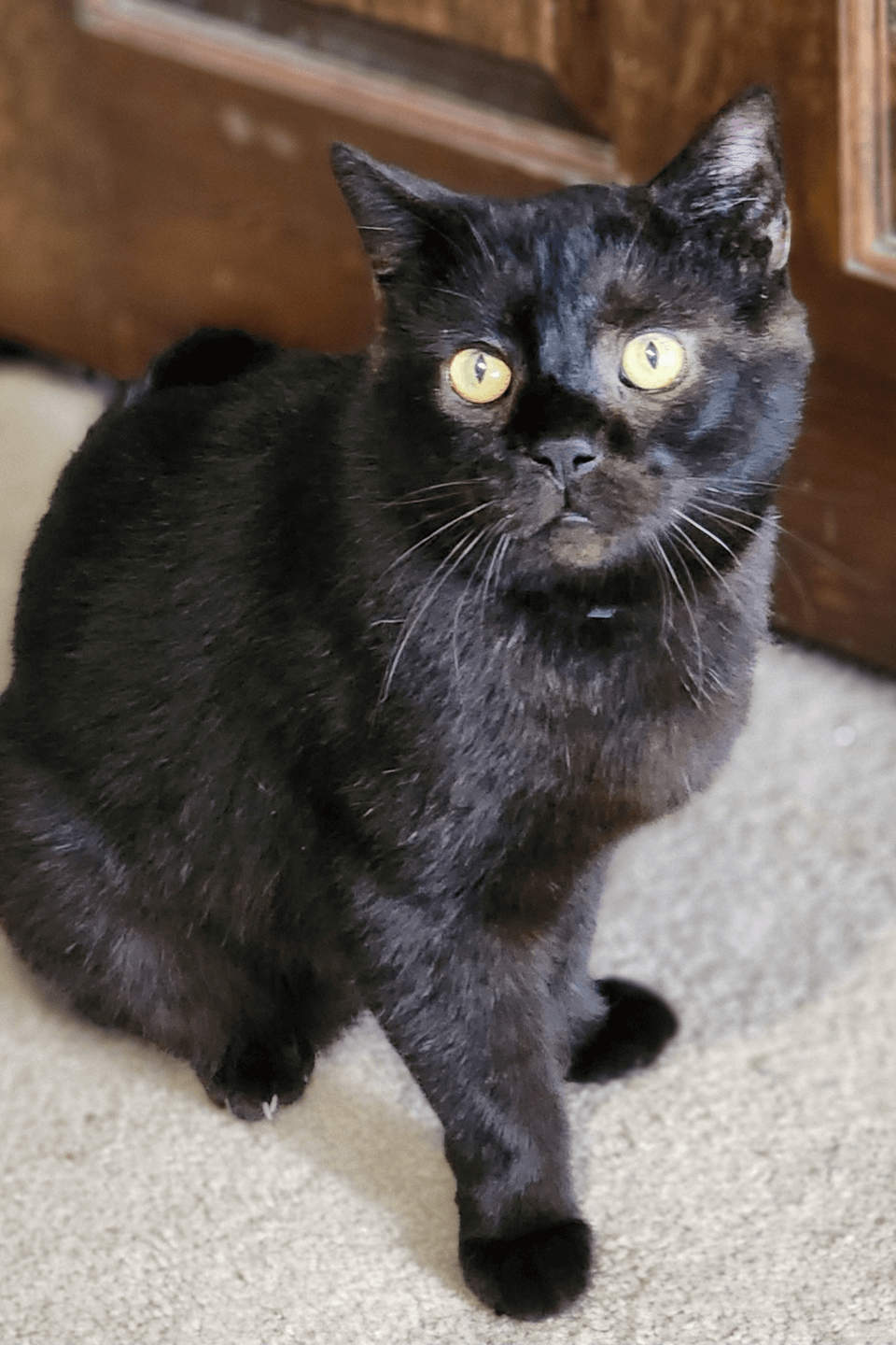 Cat about