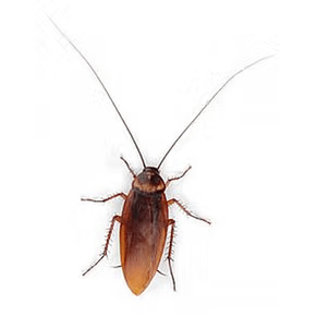 Cockroach1
