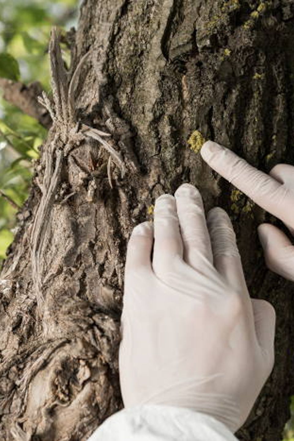 Tree inspections and diagnoses sacramento