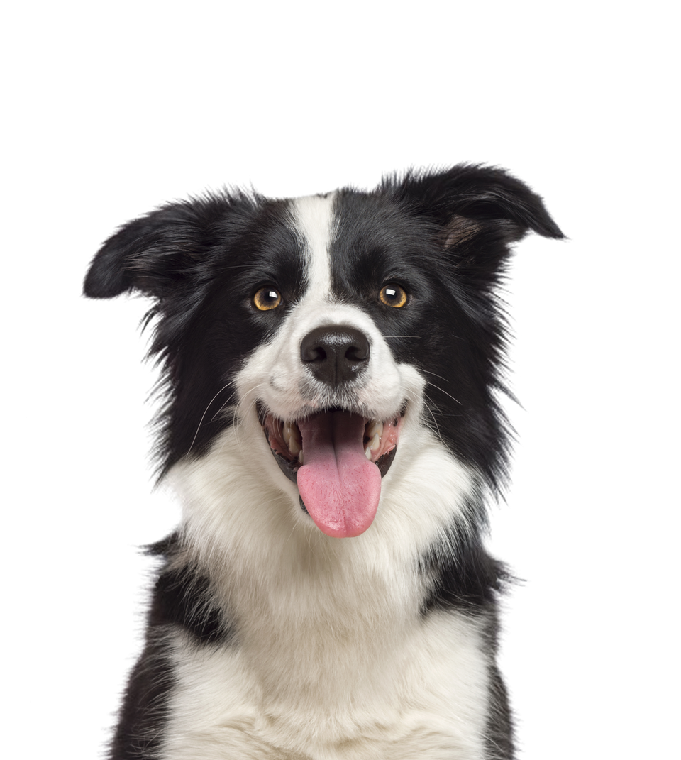 Robbies Poop Patrol | Las Vegas | Henderson