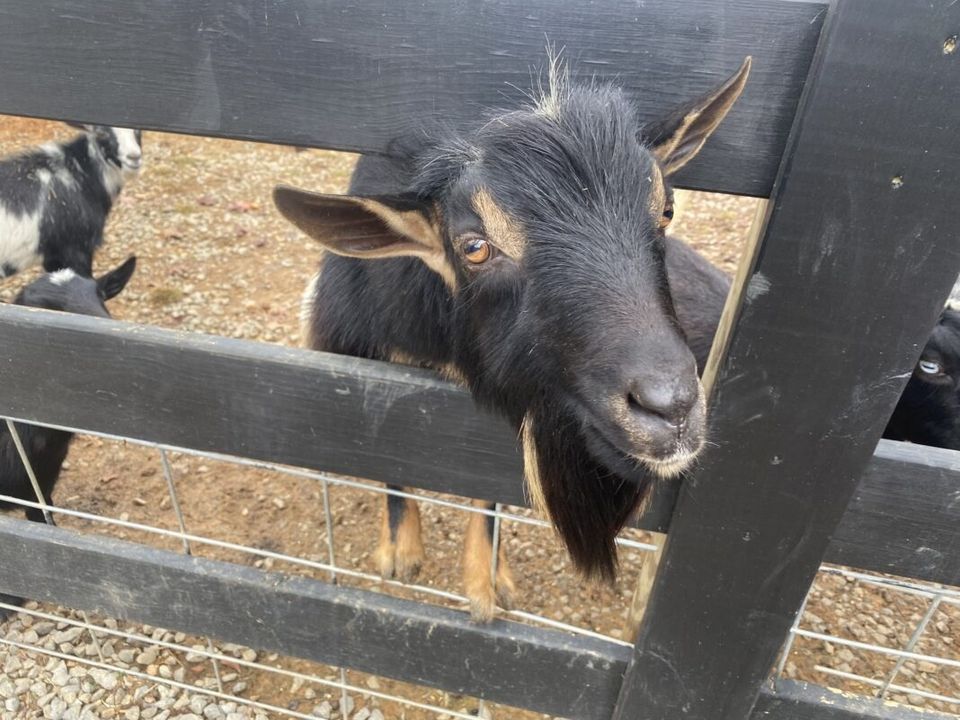 Petting zoo goat