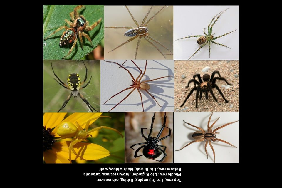 Spider collage 3