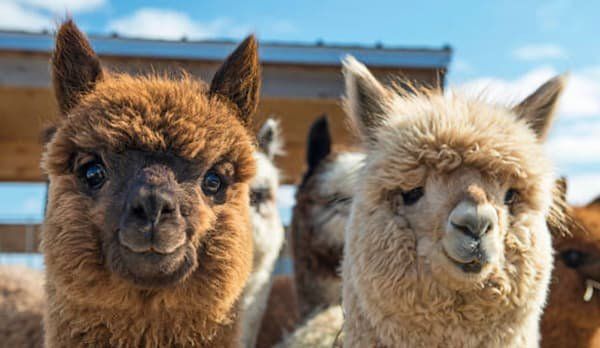 A brown alpaca on the left, and a white alpaca on the right - photographer just captured their cute faces. 
