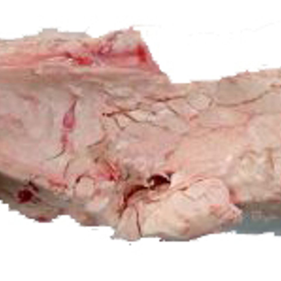 Beef suet for birds