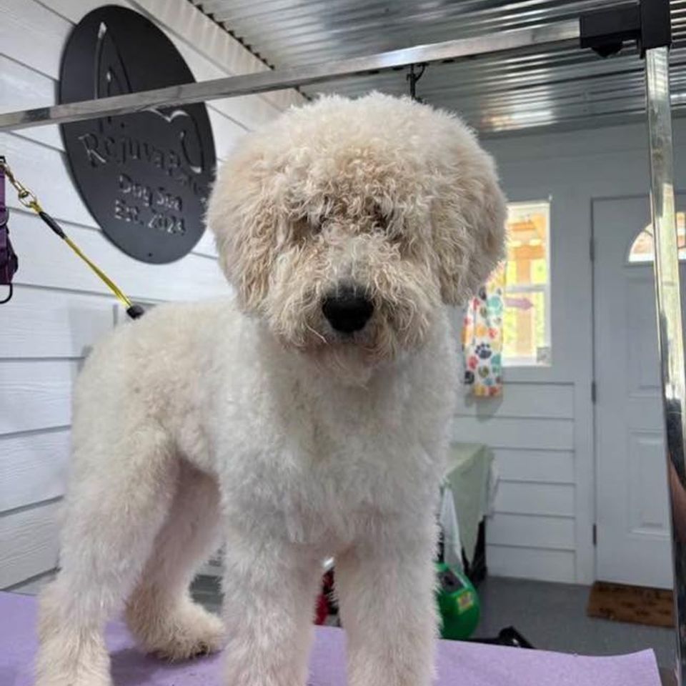 Rejuvapaws dog 