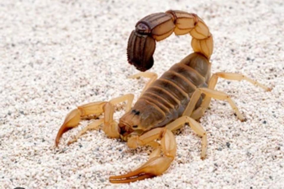 Scorpion