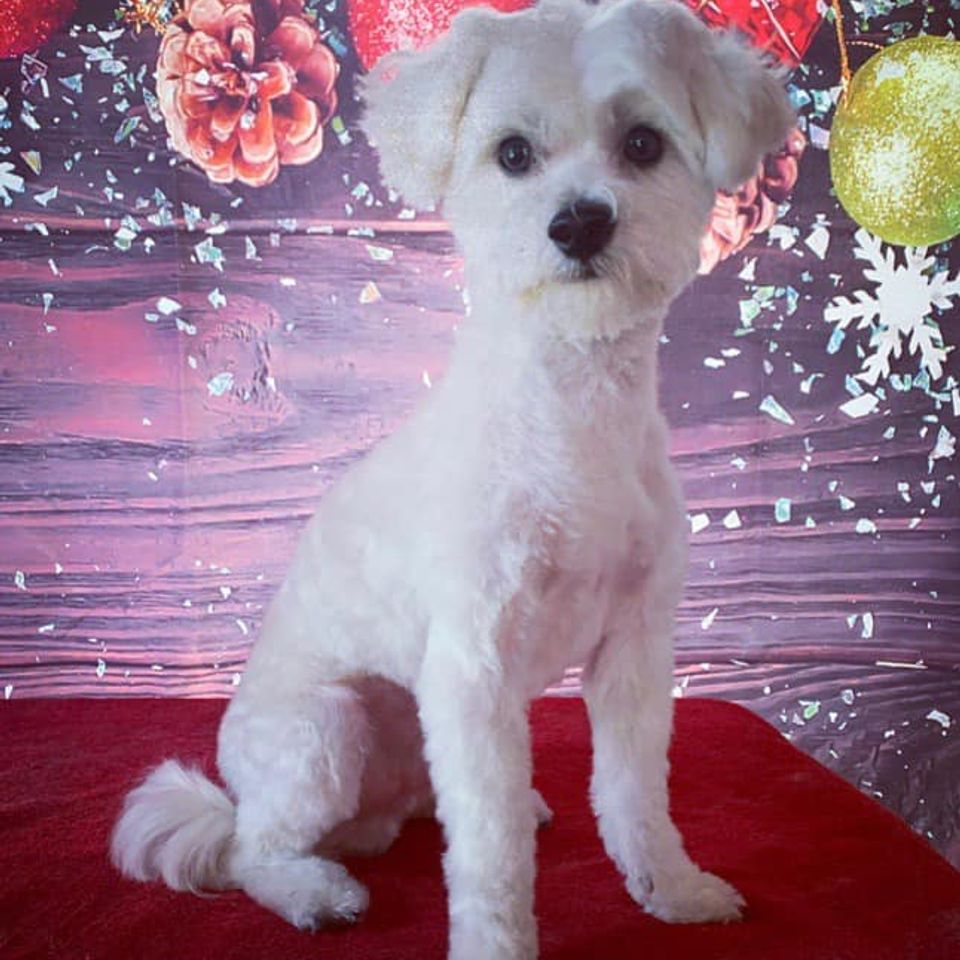 Handsome white dog gets a christmas photo post grooming