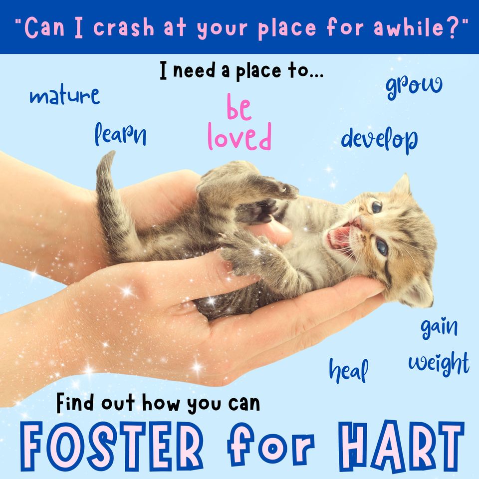 Save lives foster for hart