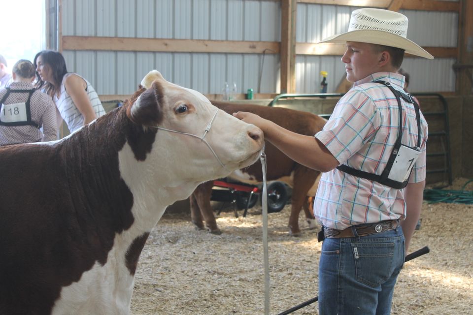 1 beef show